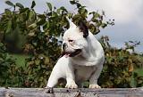 BOULEDOGUE FRANCAIS 669